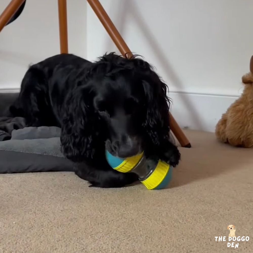 DoggoDen Slow Feeder