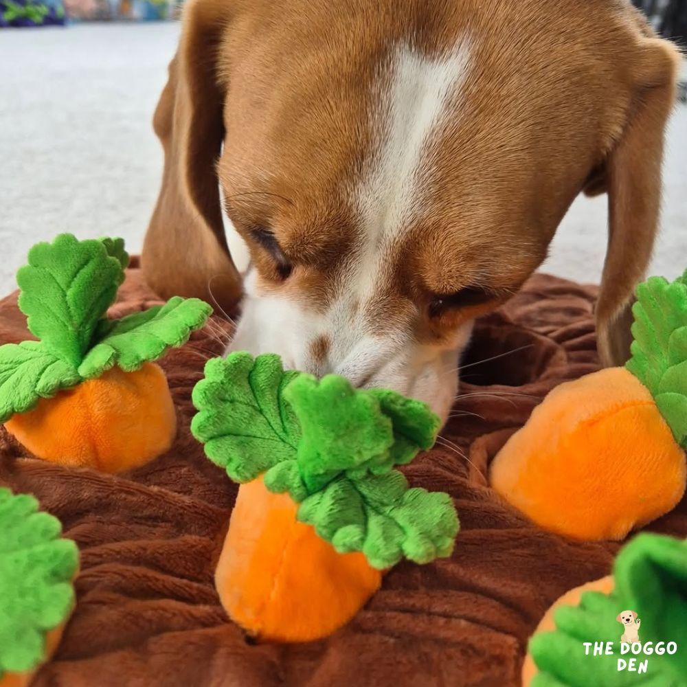 DoggoDen Carrot Quest