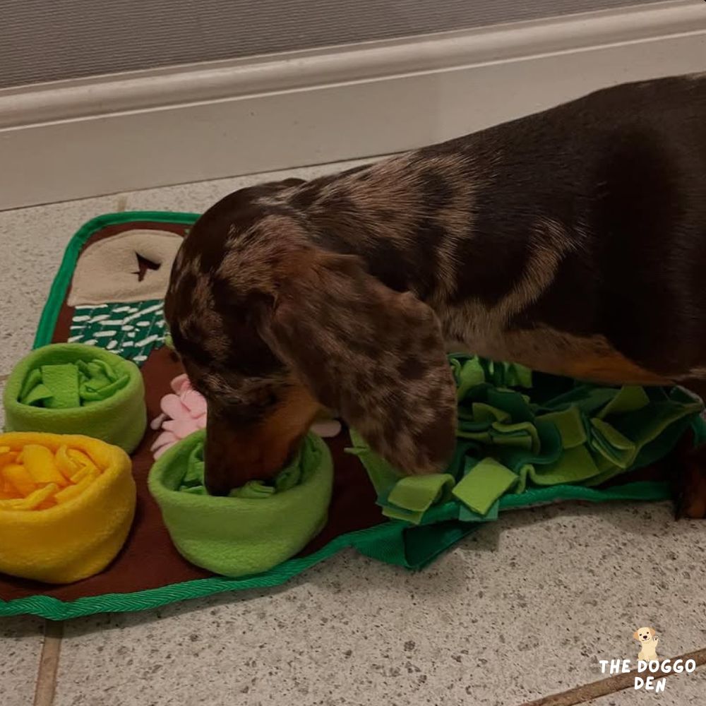 DoggoDen Sniff Safari