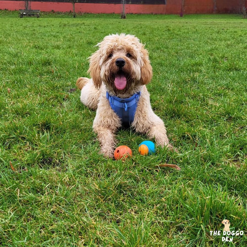 DoggoDen Squeaky Ball (Training Ball)