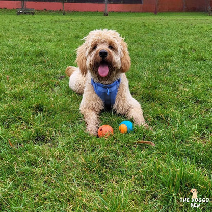 DoggoDen Squeaky Ball (Training Ball)
