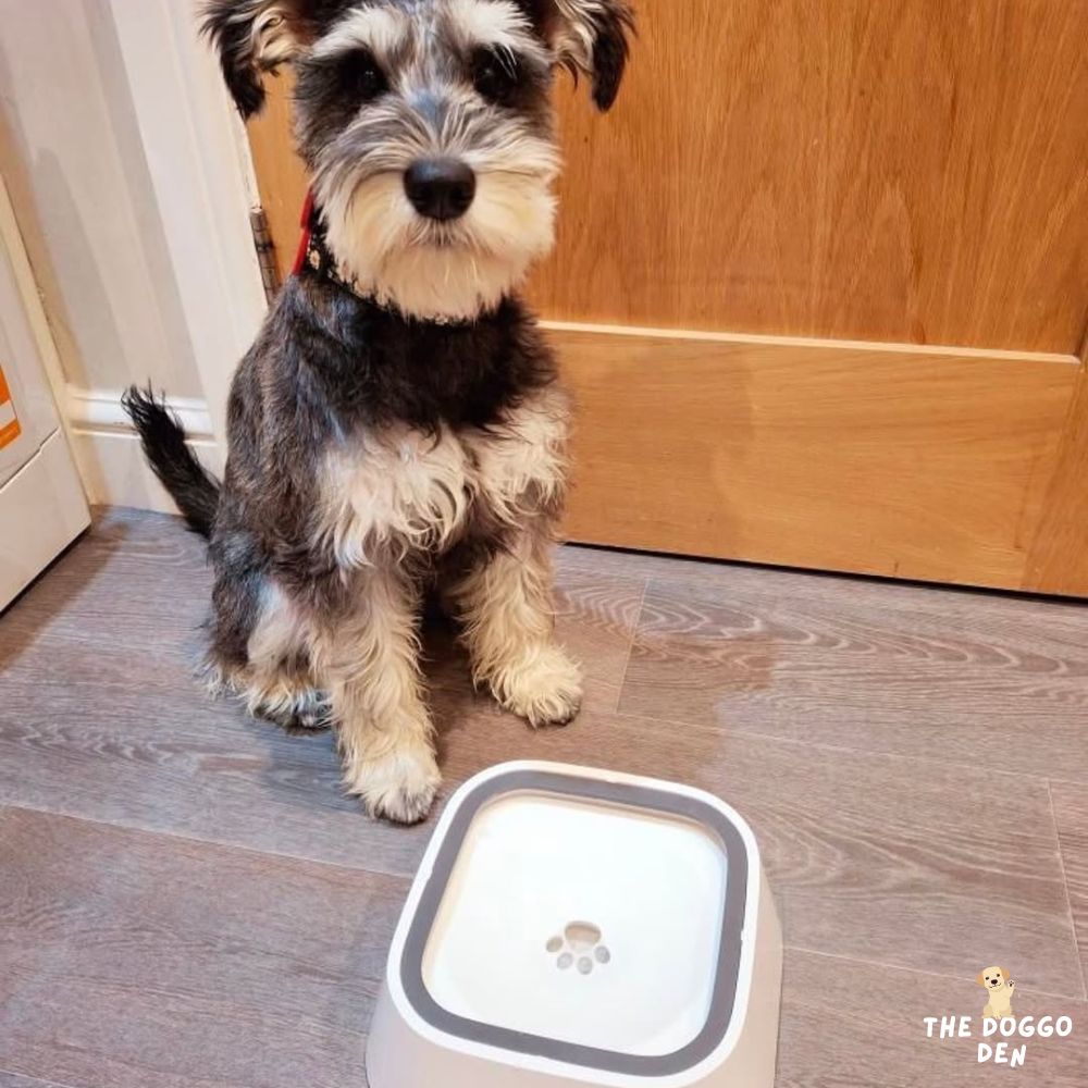DoggoDen Splash-Proof Water Bowl