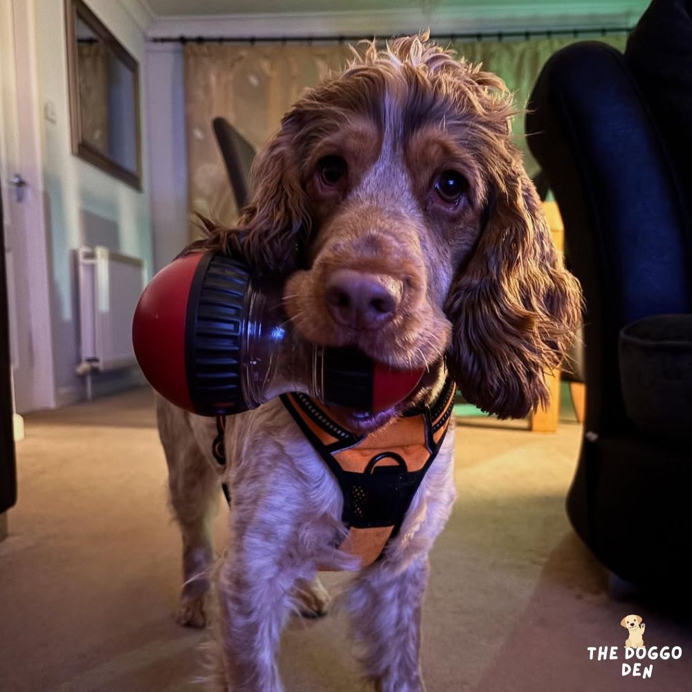 DoggoDen Slow Feeder