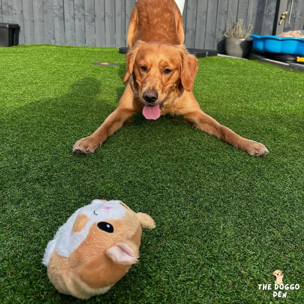 DoggoDen Brain Boost Ultimate