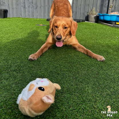 DoggoDen Brain Boost Ultimate