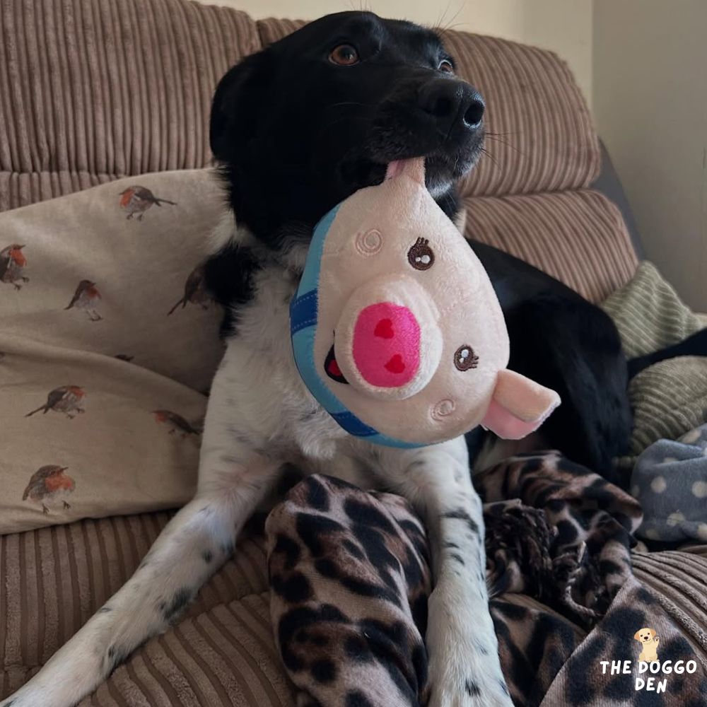 DoggoDen Brain Boost Ultimate