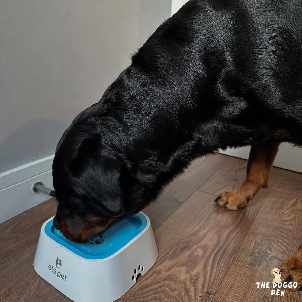 DoggoDen Splash-Proof Water Bowl