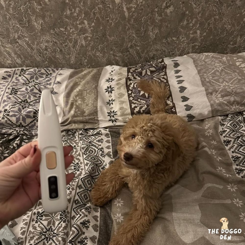 DoggoDen Electric Dog Trimmer