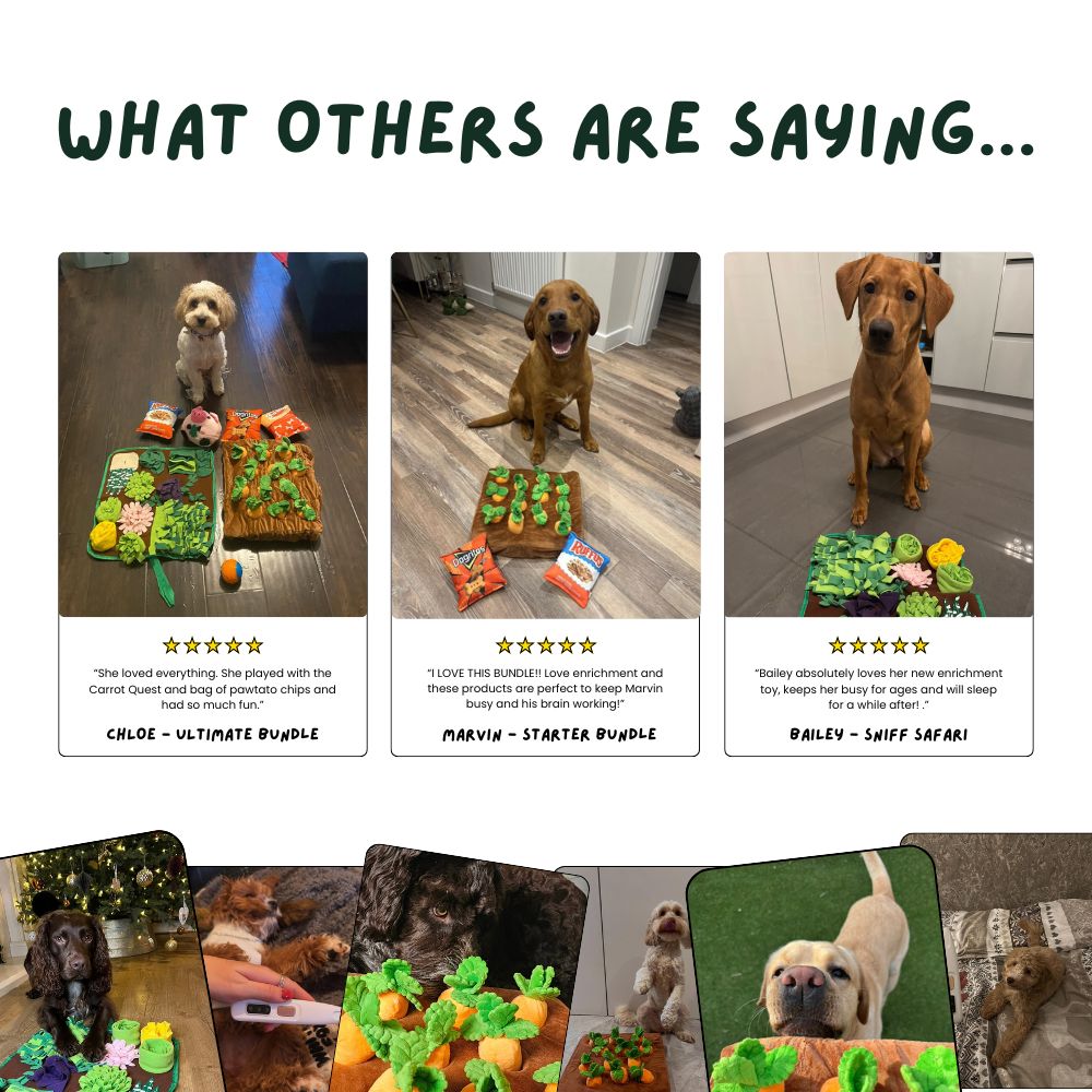 DoggoDen Brain Boost Ultimate